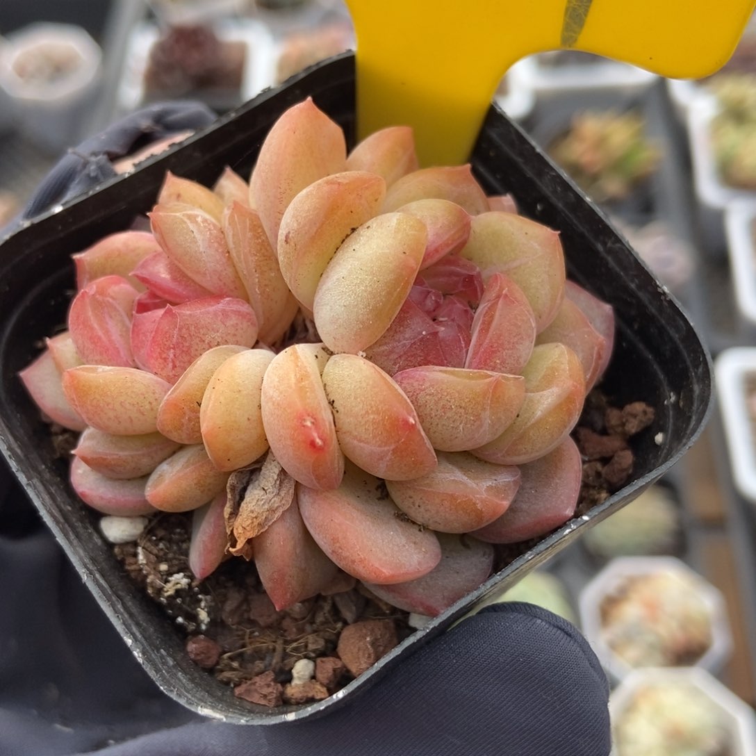 727琴心多肉植物保护