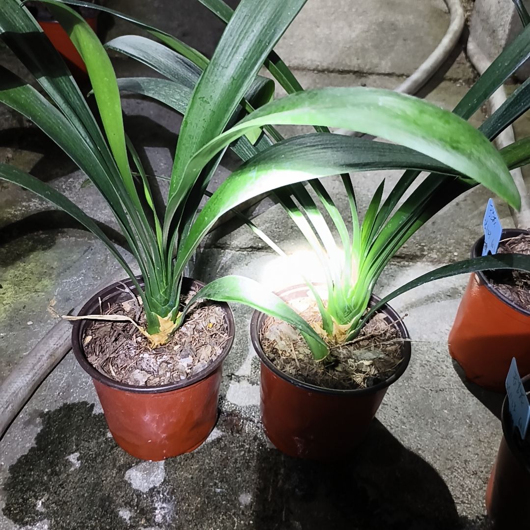 潇***雨完全开放翠绿大苗残叶两棵