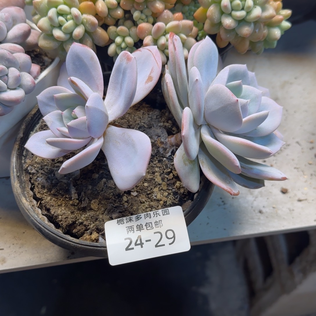 l***,24-29奶茶多肉植物
