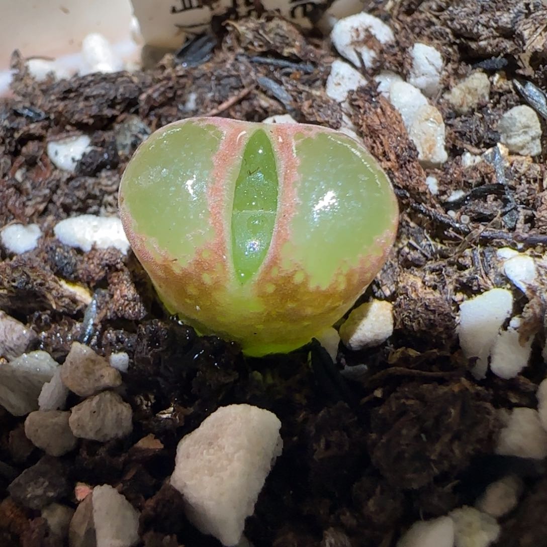 肉锥多肉植物百科-稀有品种1719
