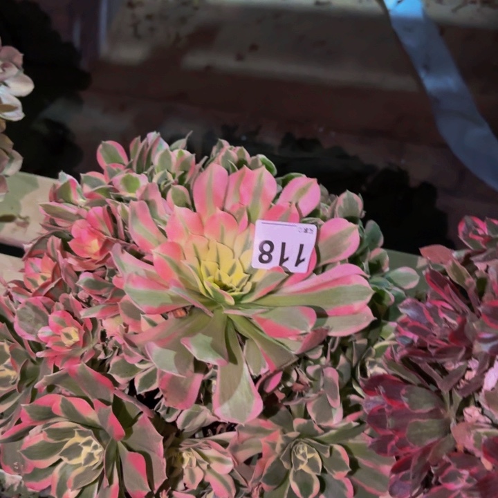 118白凤多肉植物。。