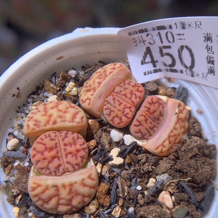 精品生石花310.450