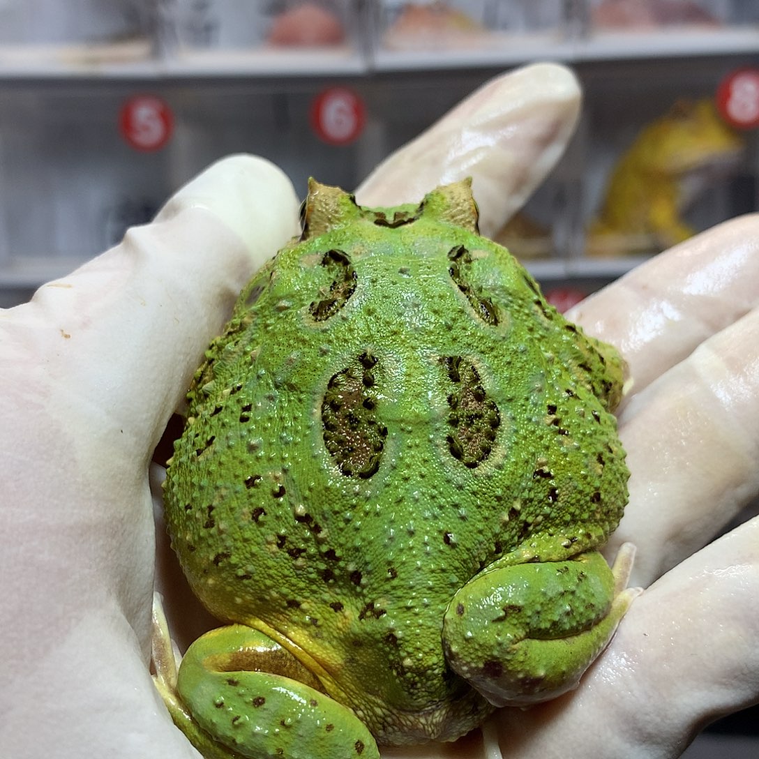 角蛙3834 宇治角蛙