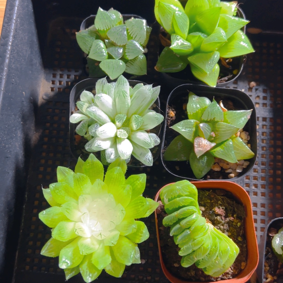 圈***圆套餐玉露多肉6颗多肉植物