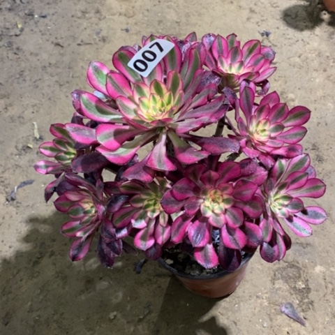 007香奈儿134567888