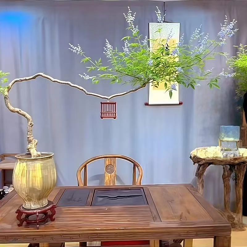 精品黄荆盆景生桩飘枝茶空间好养耐活不包邮