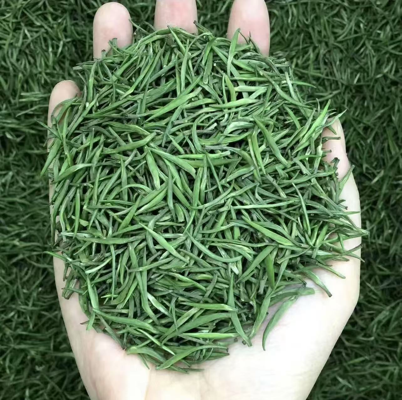 明前雀舌-2025新茶正宗湄潭芽茶毛尖贵州高山浓香型明前特级绿茶