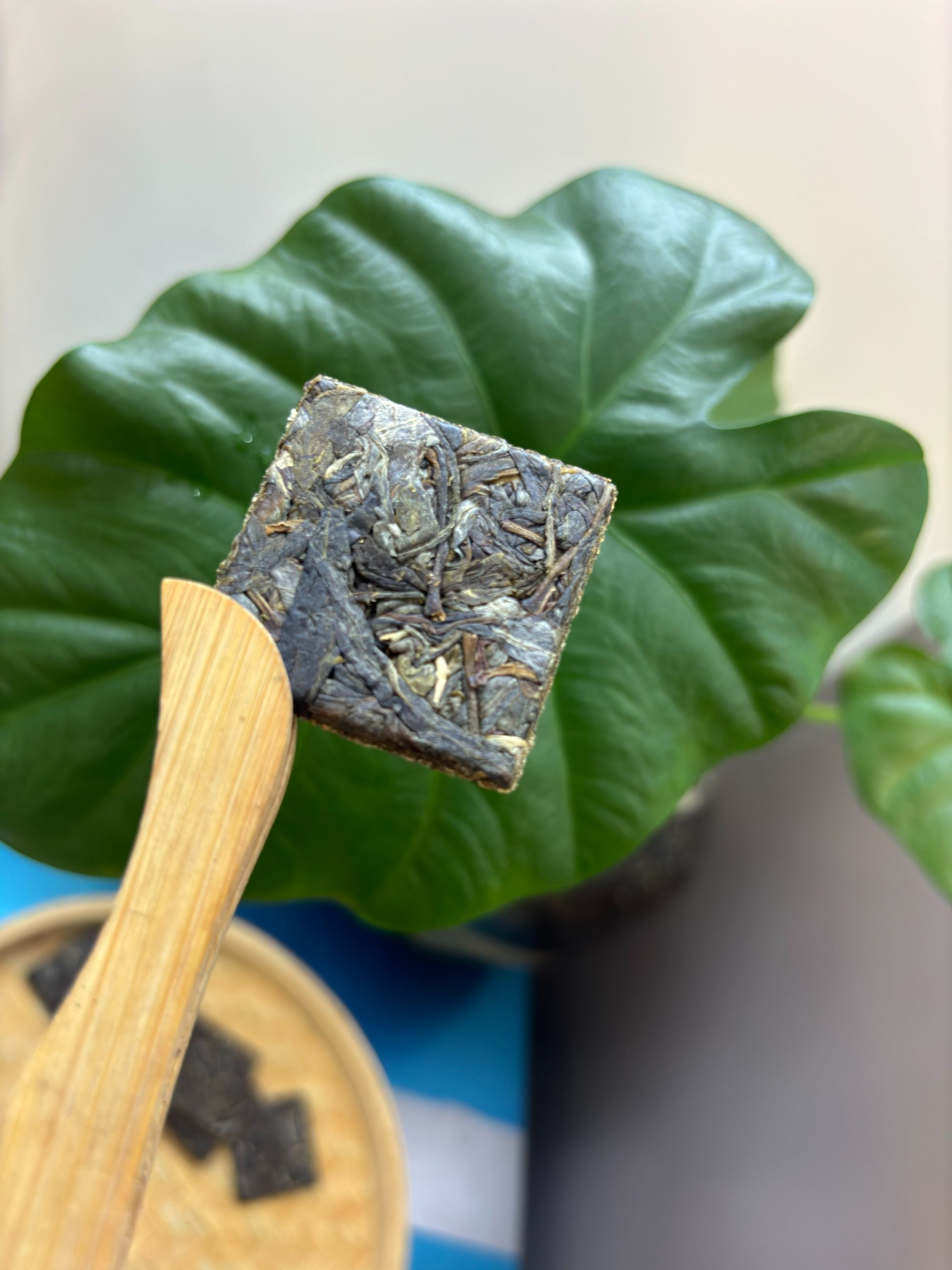 24年小方片普洱生茶春茶一片一泡口感醇厚