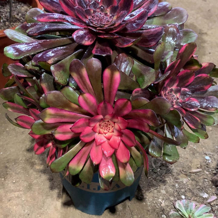 384烟花多肉植物特价