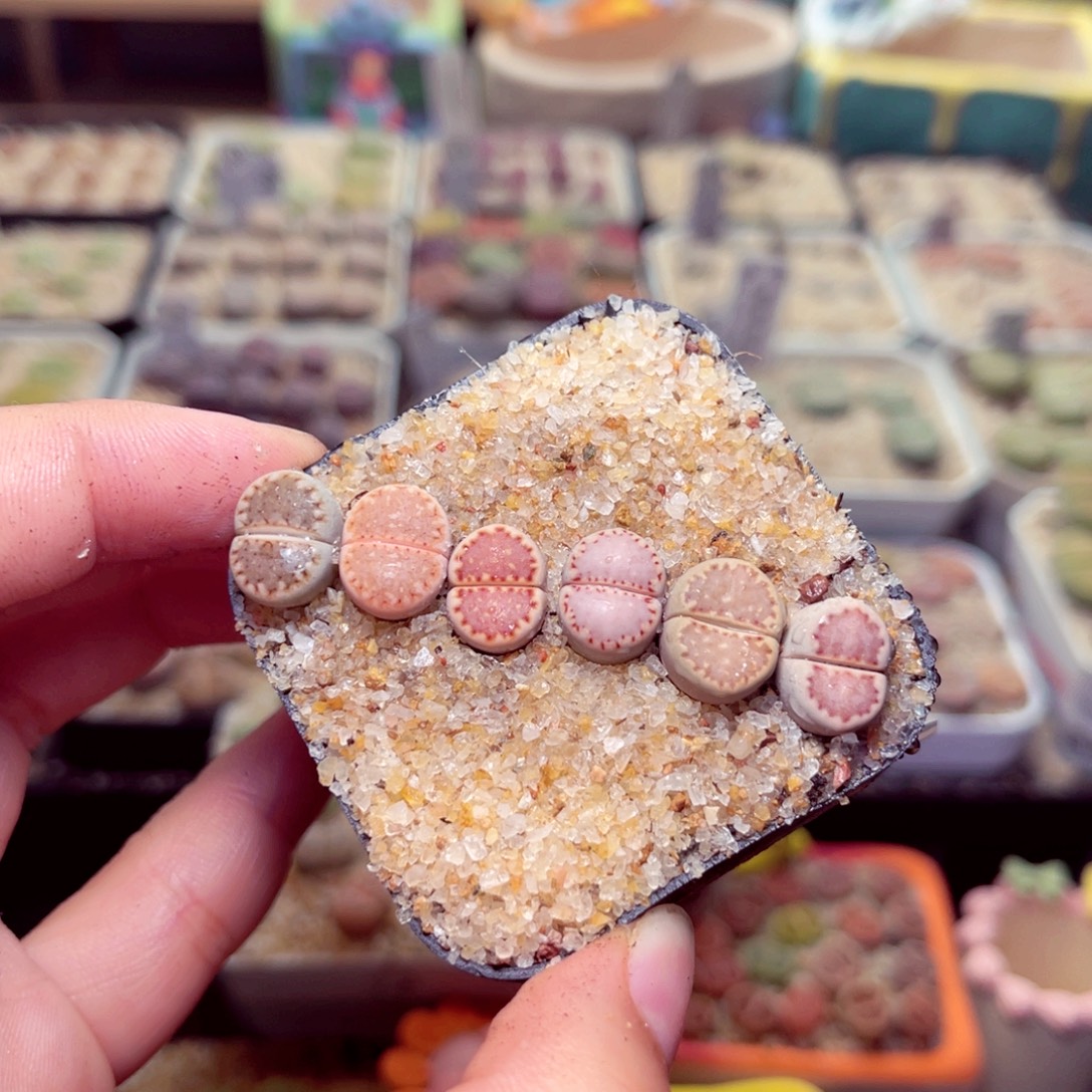 204号带盆包邮发货