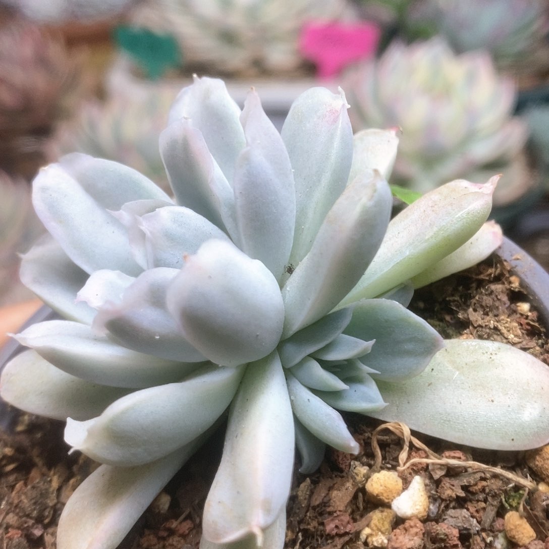 040辛普森锦锦锦锦锦锦锦