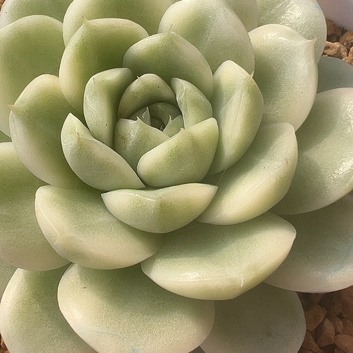 麦秆锦多肉植物饭