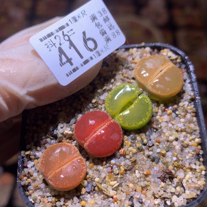 精品生石花26.416