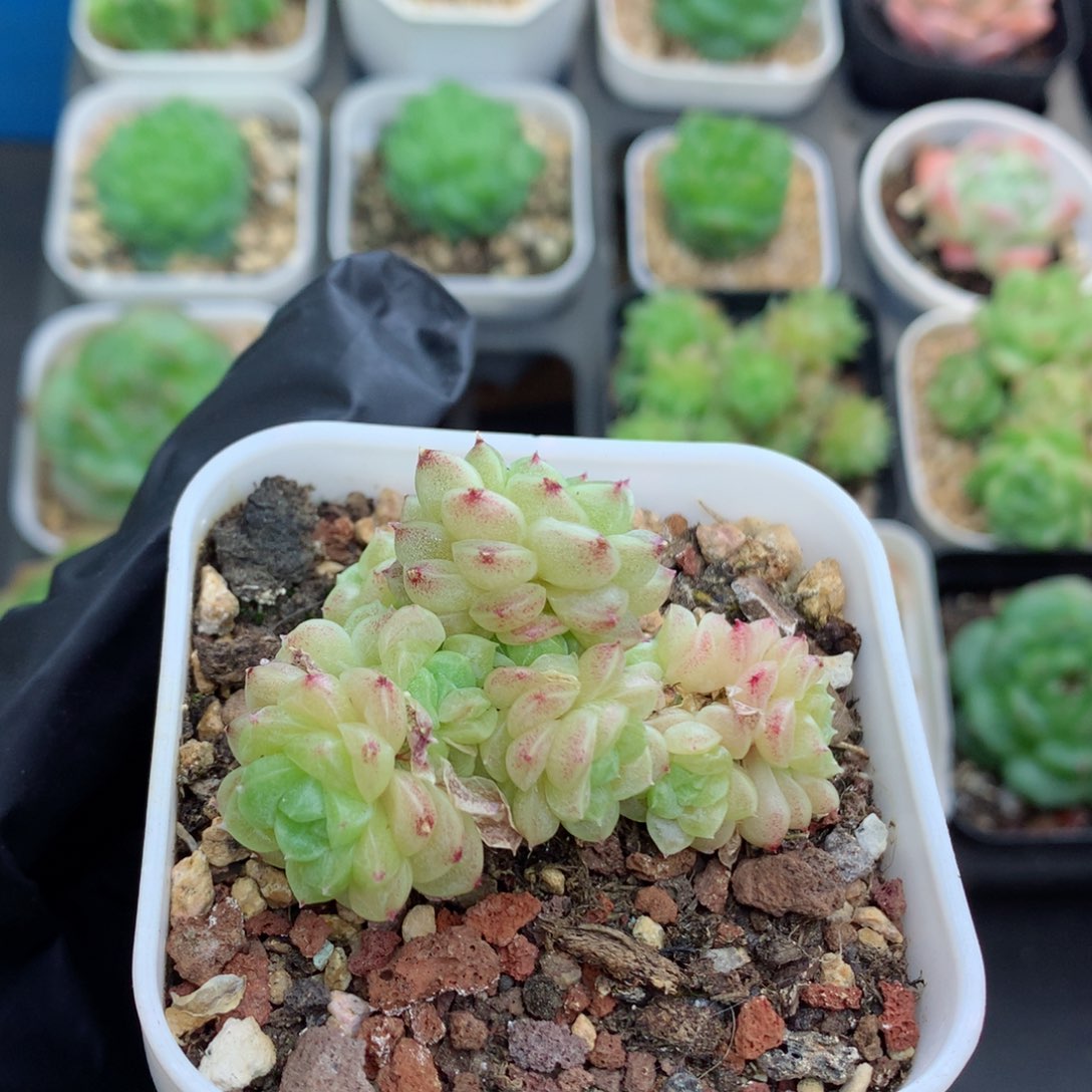 58包邮  群生不包整麦秆群119