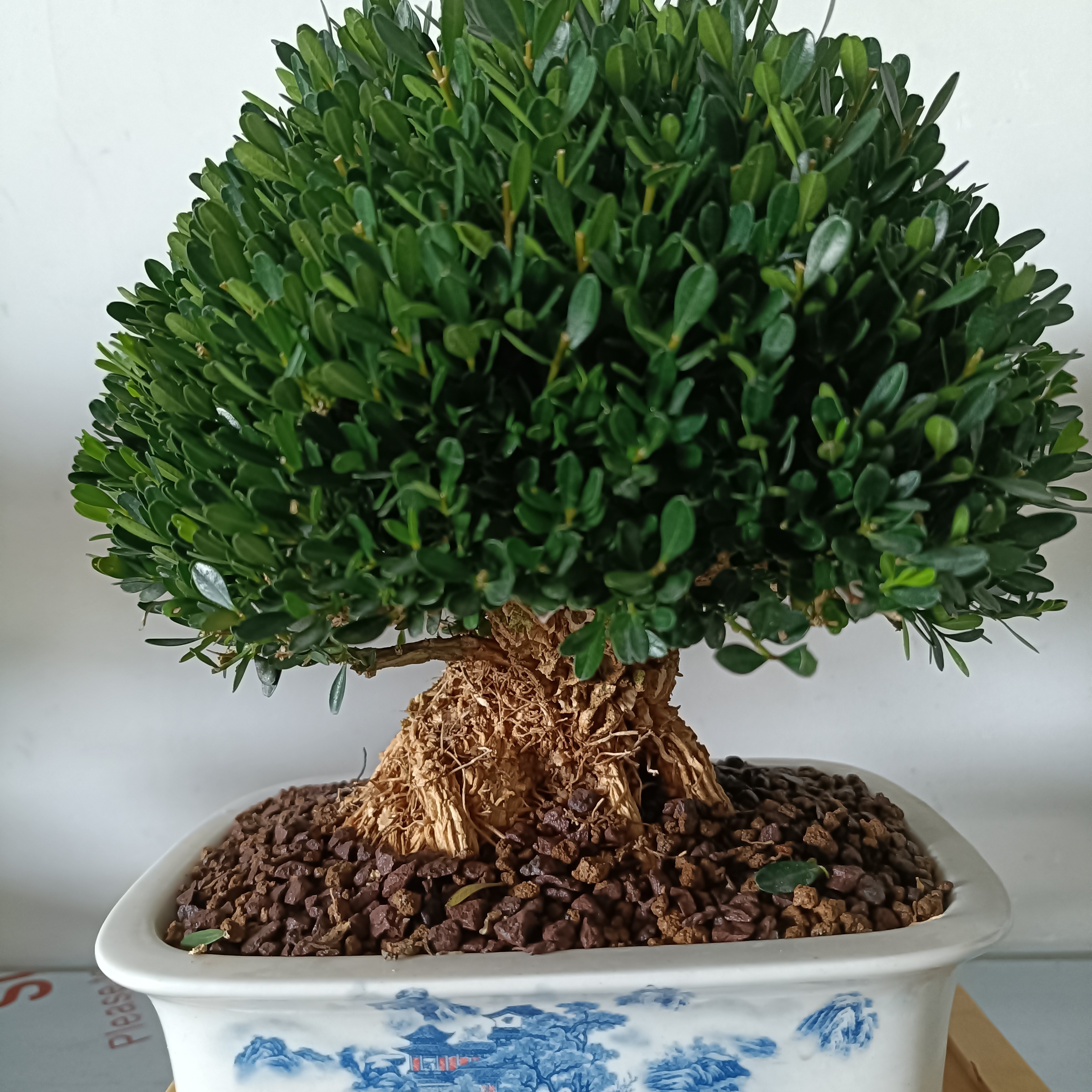 黄杨树老桩盆栽植物盆景