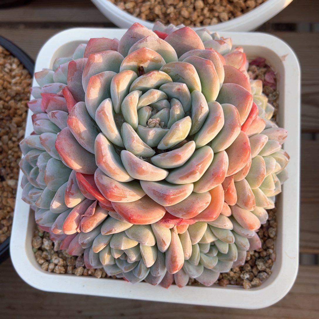 冰玉捧花多肉植物