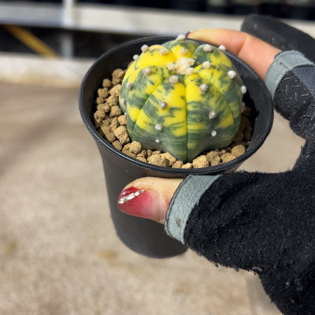 海星锦wwwwwwwwwwww