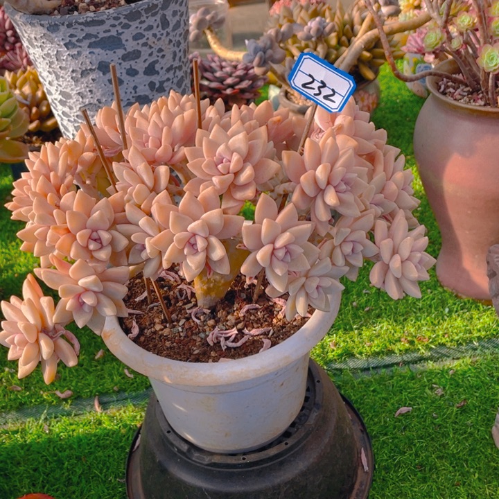 谢谢你的支持000000232