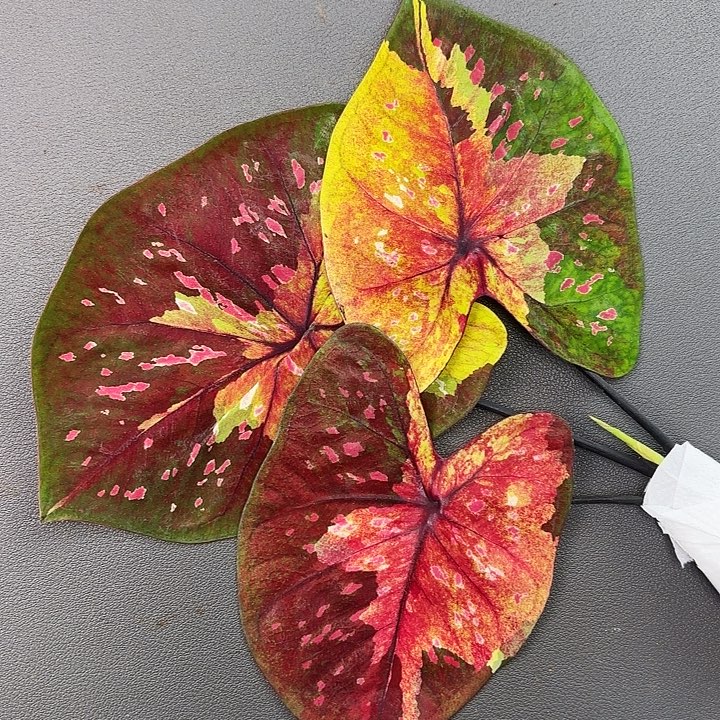 15-1206晚安广东现货