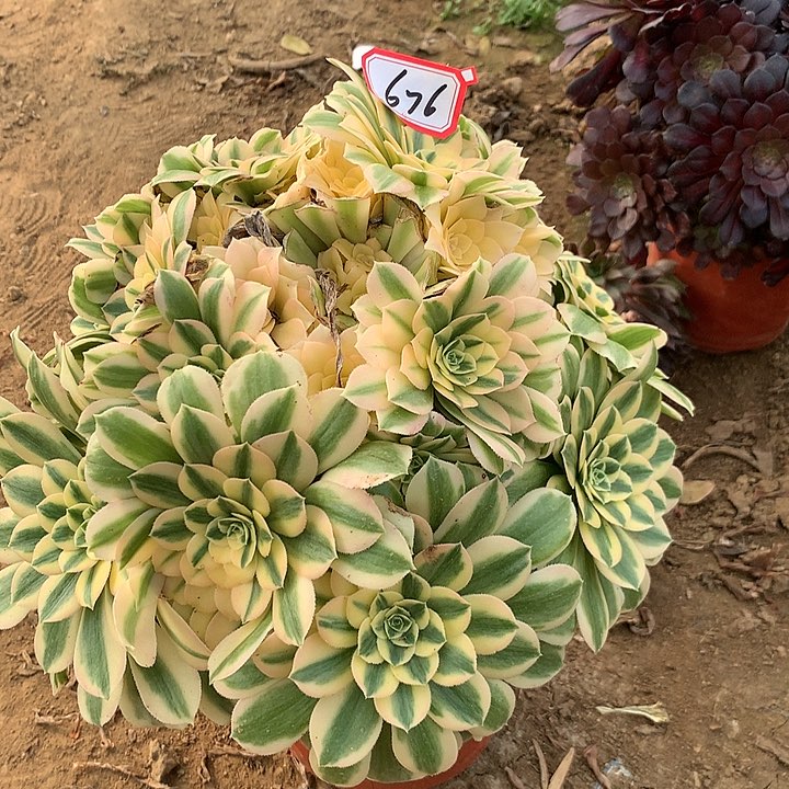 麦巴赫多肉植物676