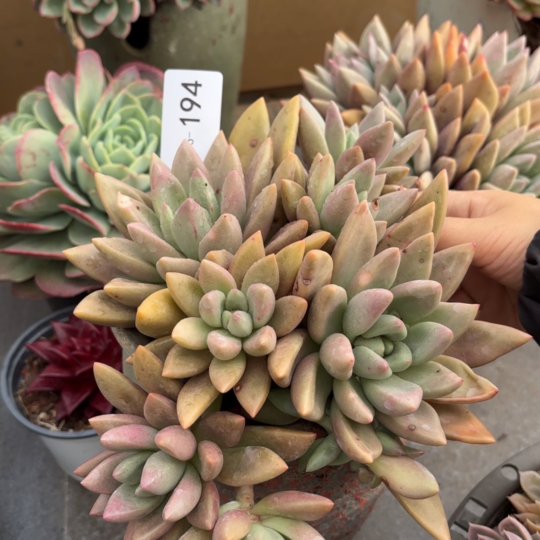 同温层多肉桃花源194