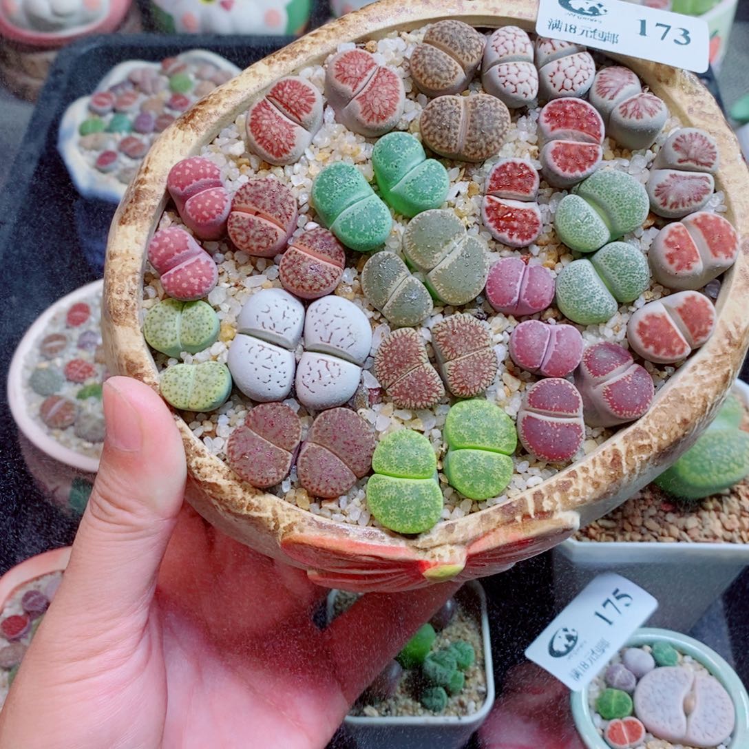 小***泡生石花花花花花花花173