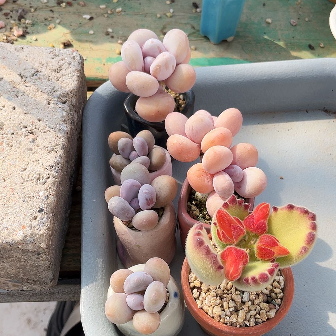 多肉植物的生长发育