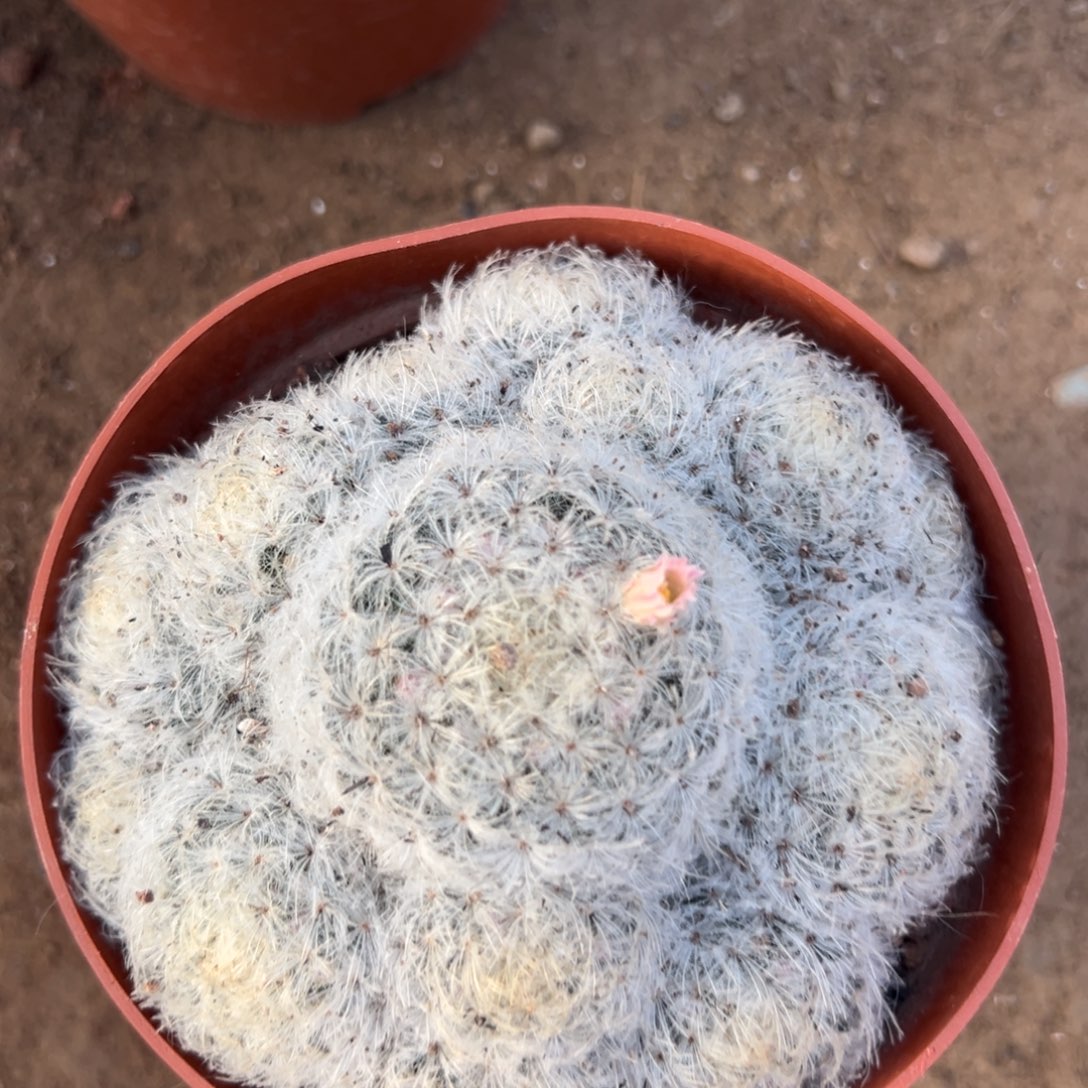 木***～零零落落 零零落落