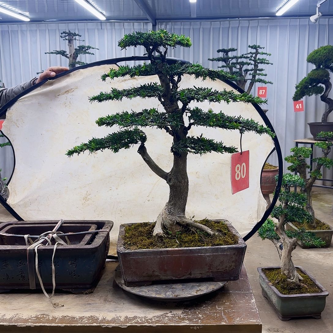 无花朵0000000000000