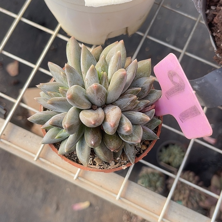 左***边两单包邮，一物一拍91