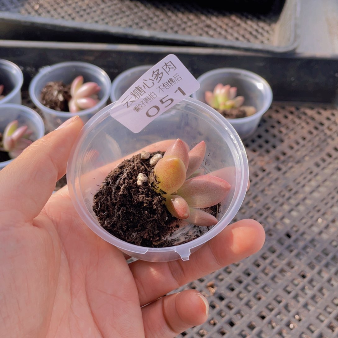 倩*?云糖心多肉植物51