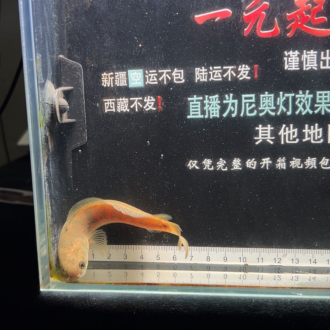 雷龙鱼七星雷龙鱼
