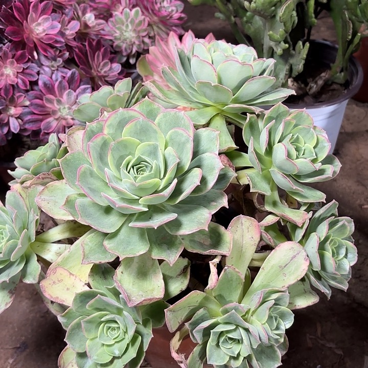 多肉植物玉龙观音锦58