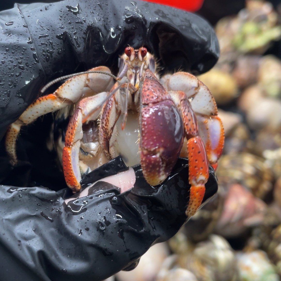 不退不换谢谢支持8