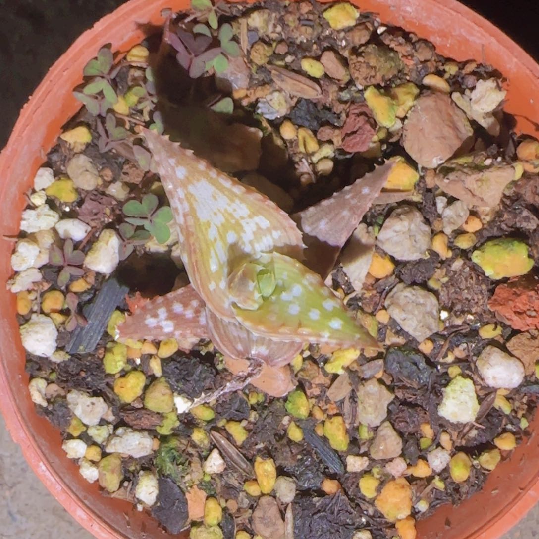 蔡**·块根植物块根植物