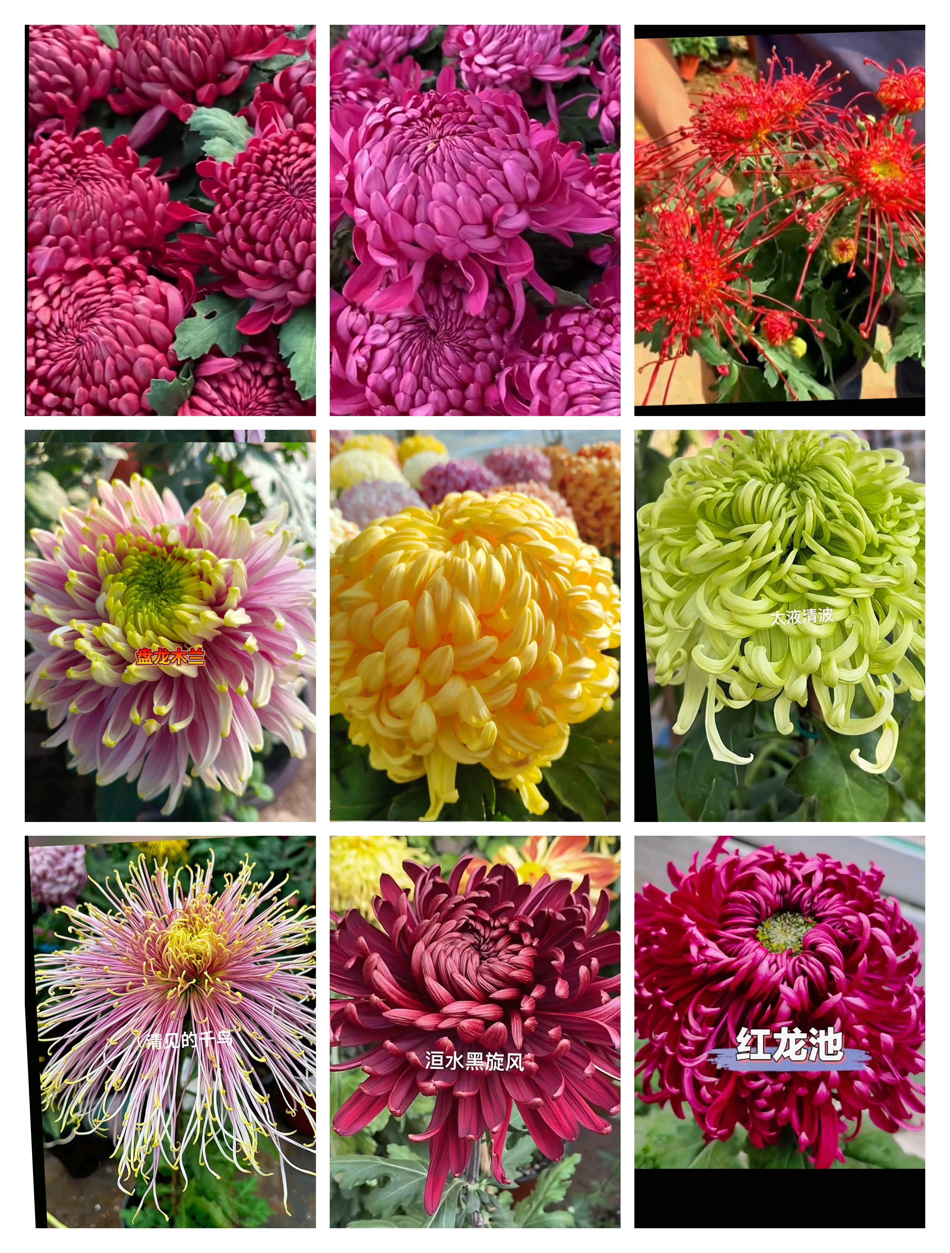 十颗十品红球紫球红线串珠木兰黄国华太液清波千鸟黑旋风红龙池