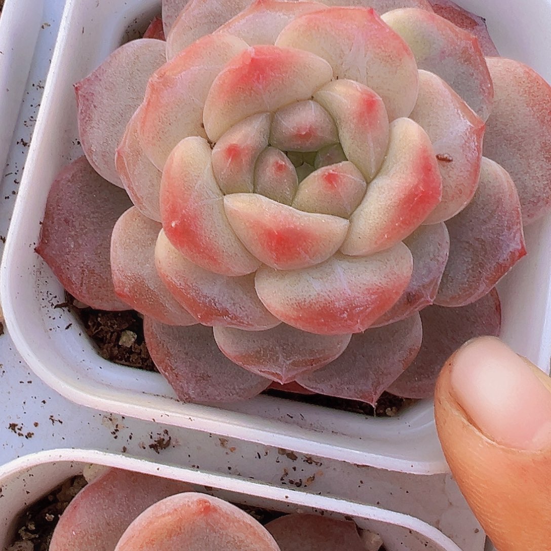 黛玉冰魄19包邮多肉植物
