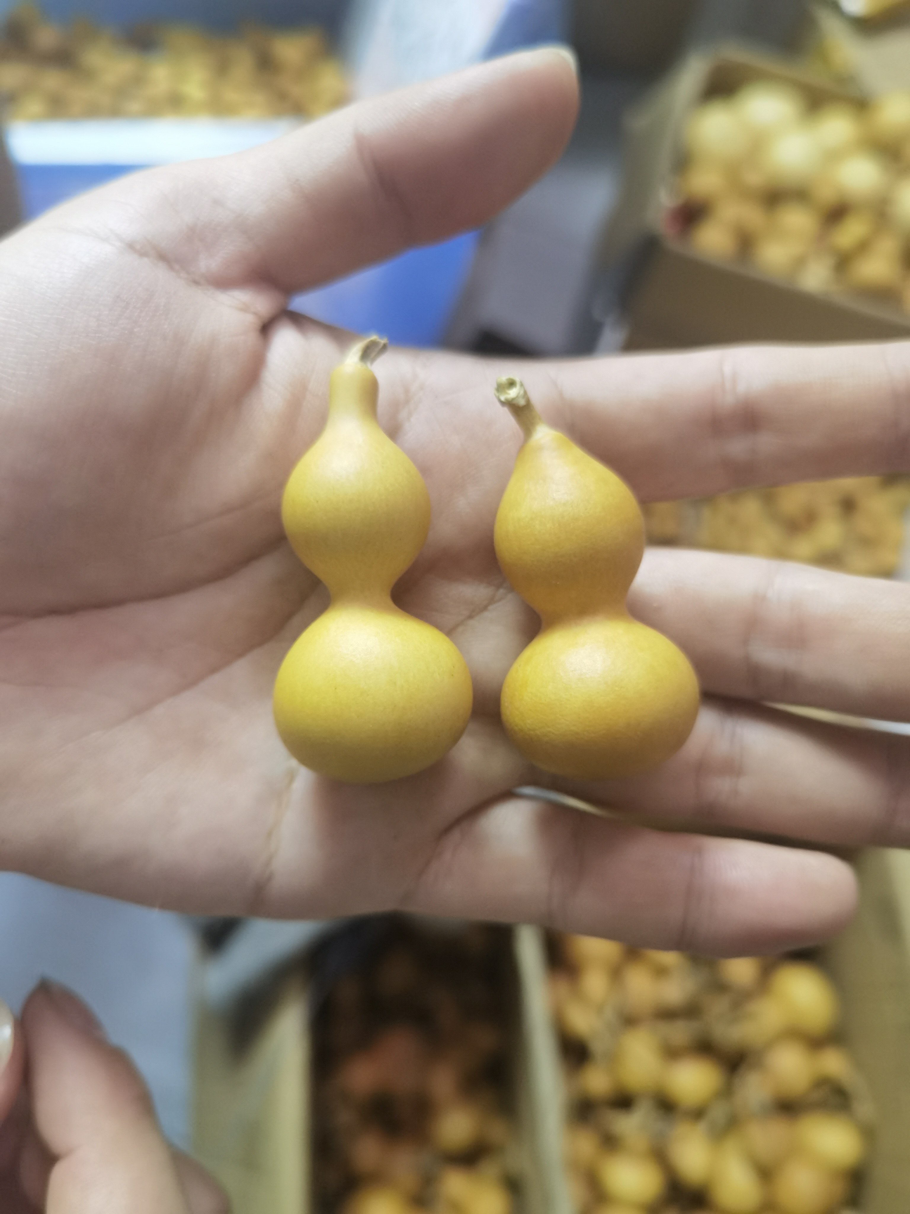 绕指柔草里金葫芦