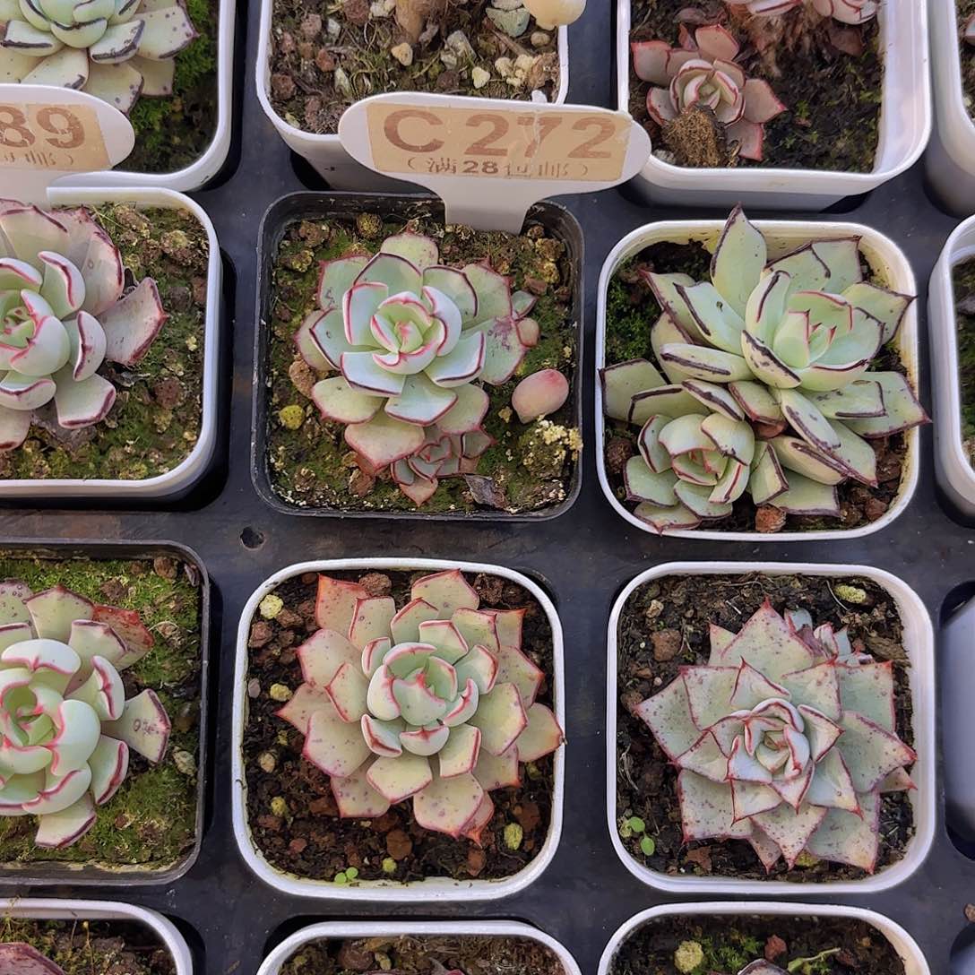 C272剑斯诺娃一物语拍