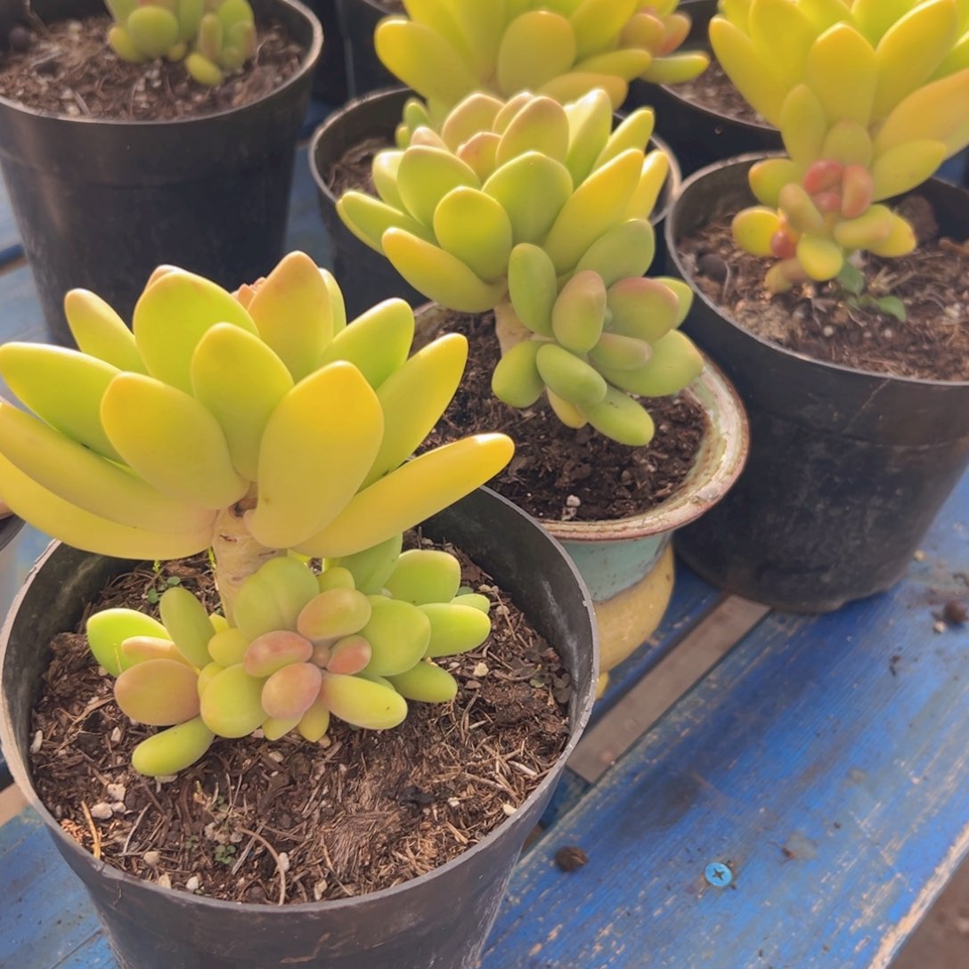 芒果奶大的老桩一颗