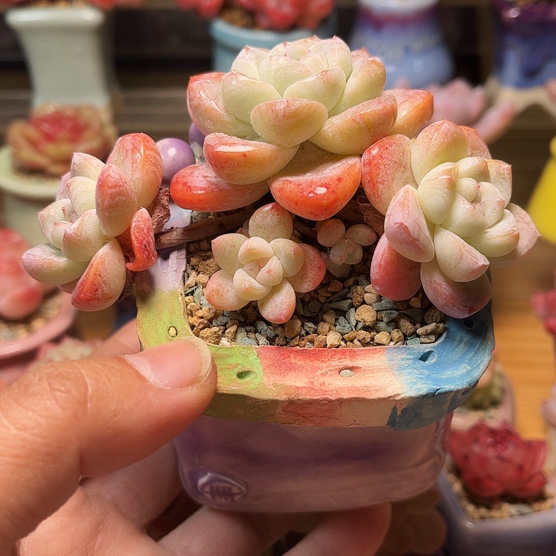 捌***所冰玉老桩含盆含土