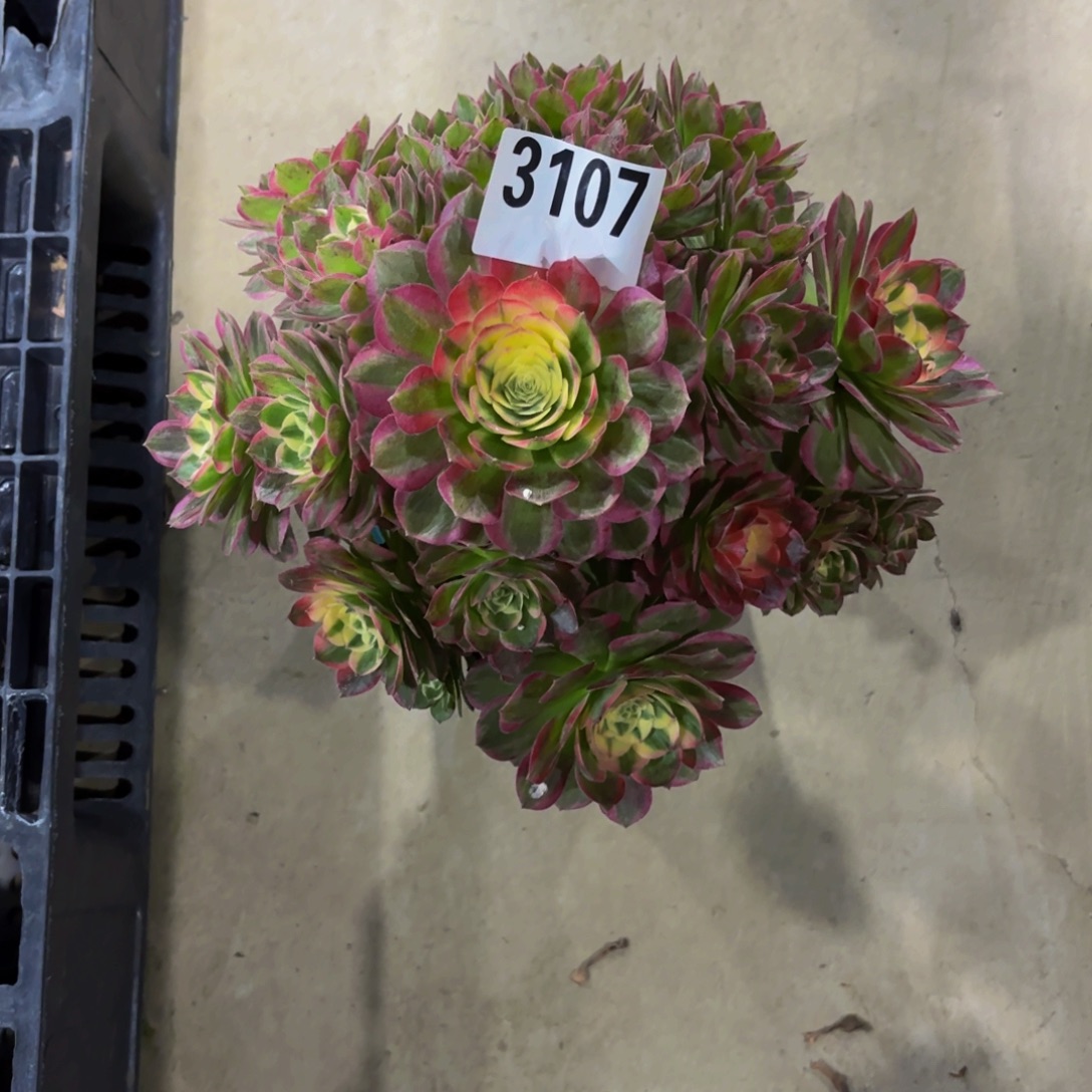 无花朵3107粉海王111111