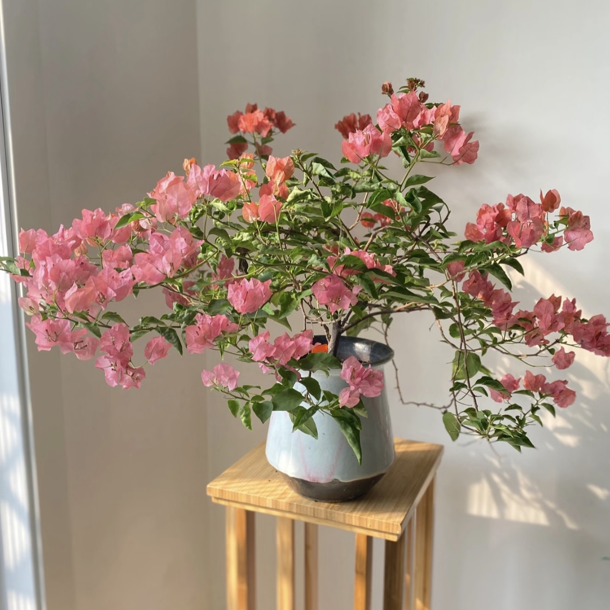 【阿奴娜】三角梅直播间一物一拍带花发货四季开花勤花品种