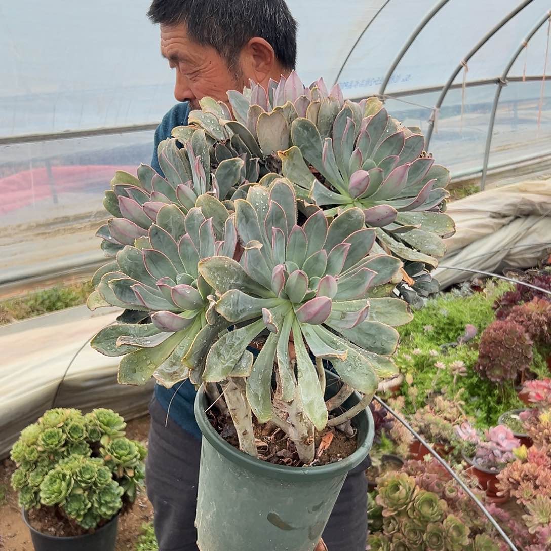 多肉植物多肉植物