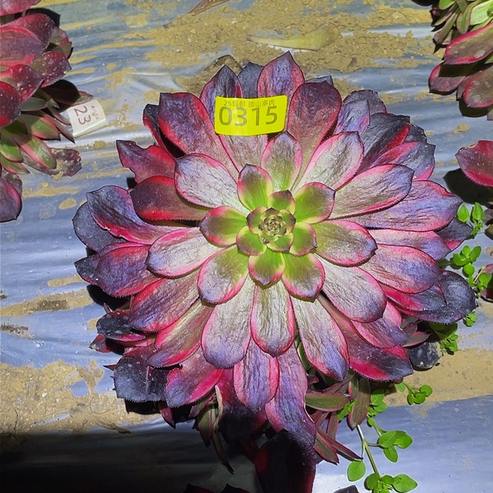 315烟花多肉植物