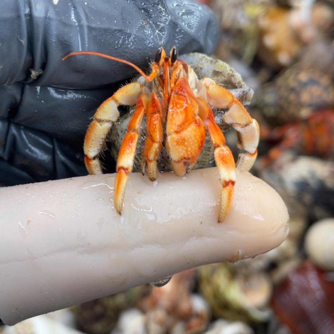 不退不换活体宠物107