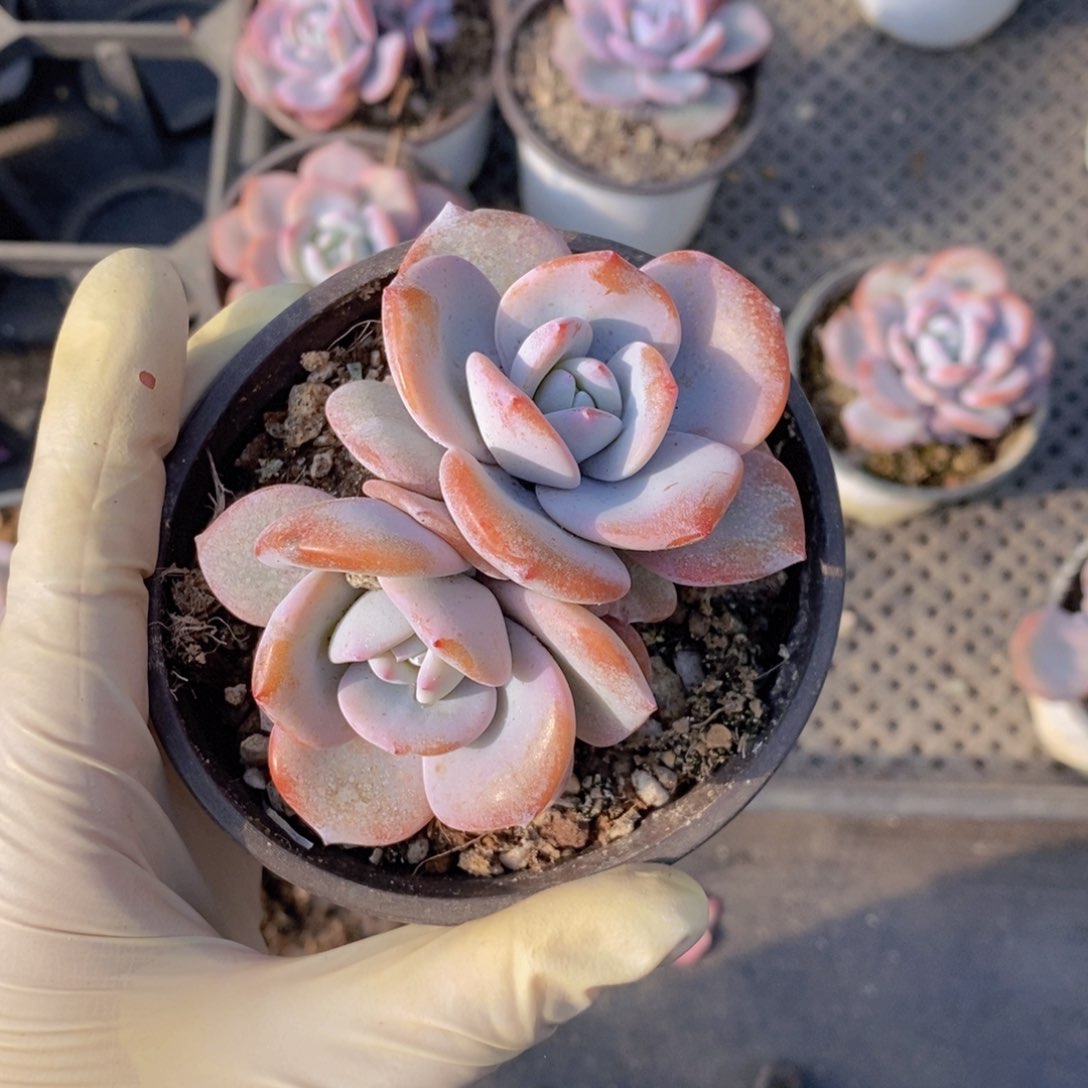 奶茶3头11111111111