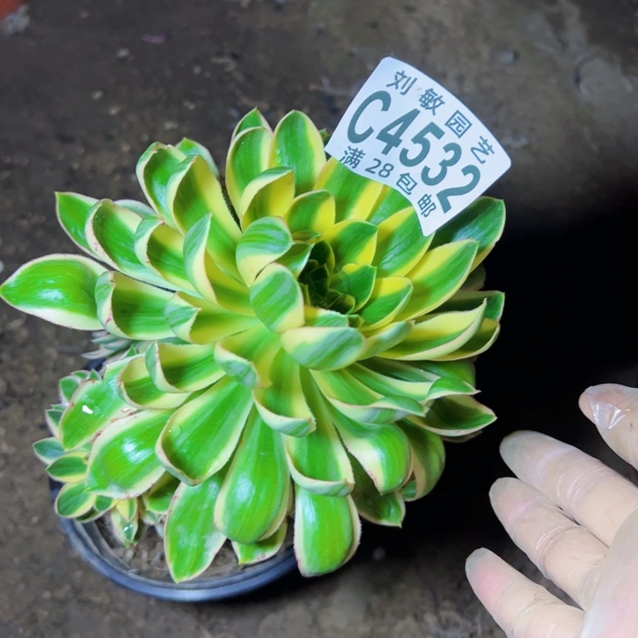青莲多肉植物法师4532