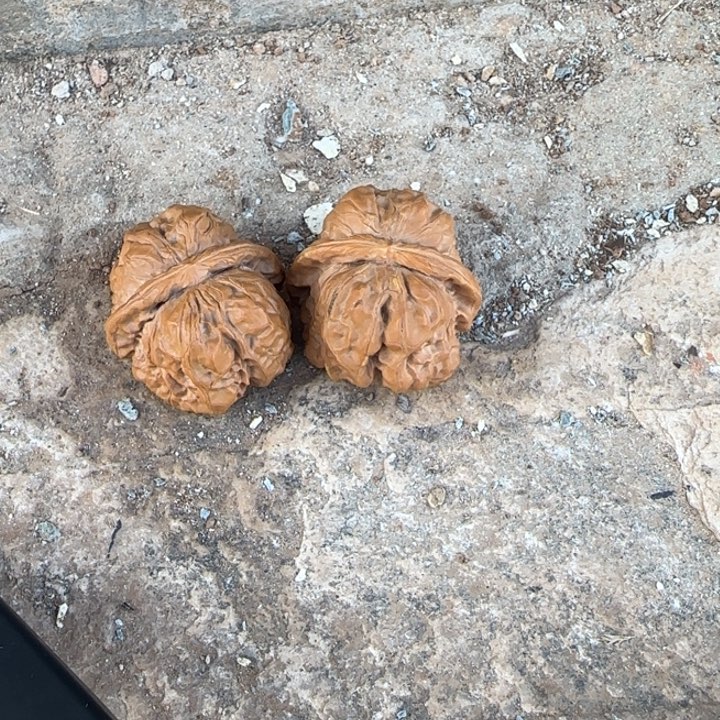 不***）文玩核桃把件蛤蟆头