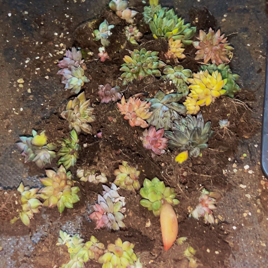 古***月桔云多肉美人精品系列